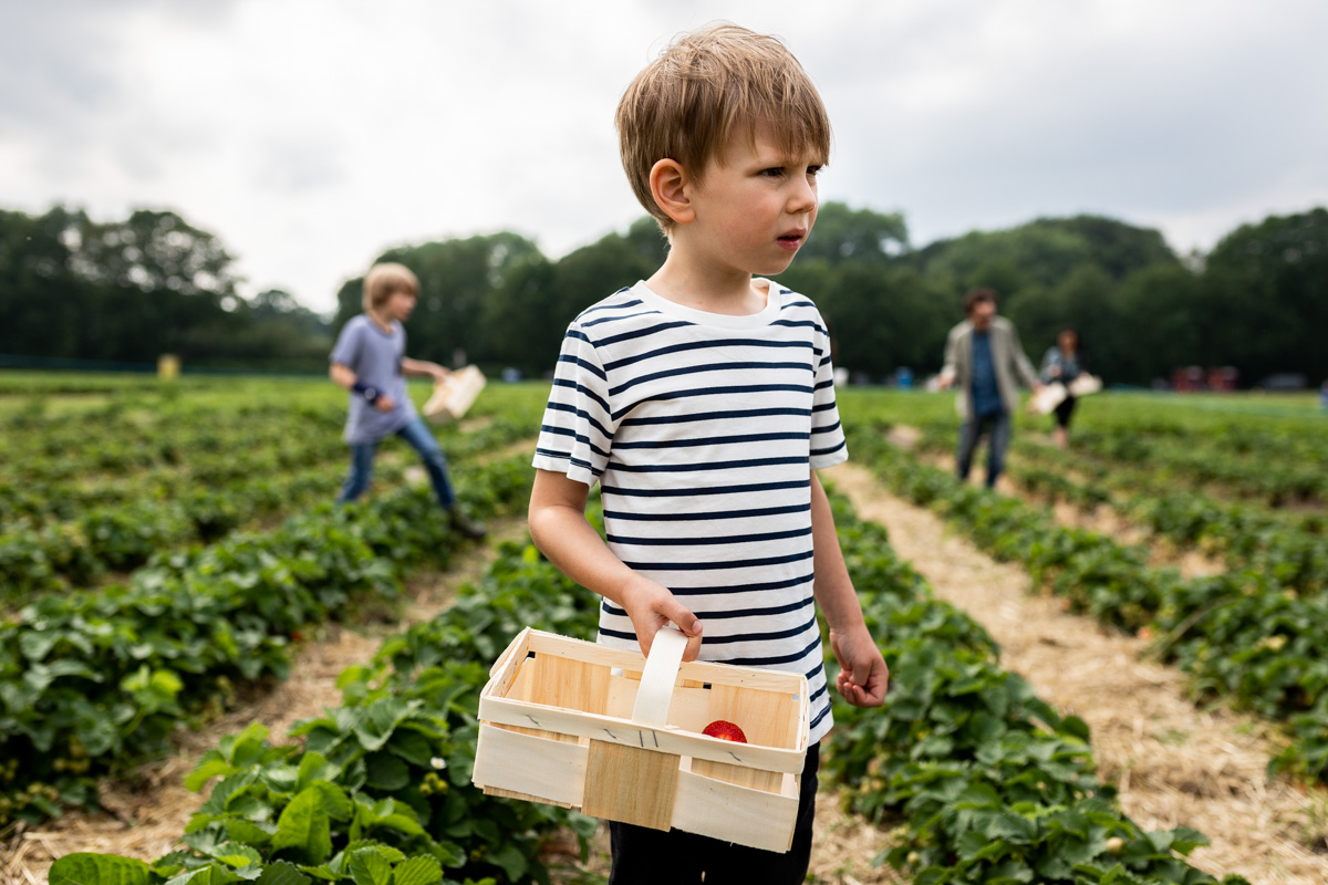 Familienreportage. Junge mit einem Korb auf einem Erdbeerfeld.